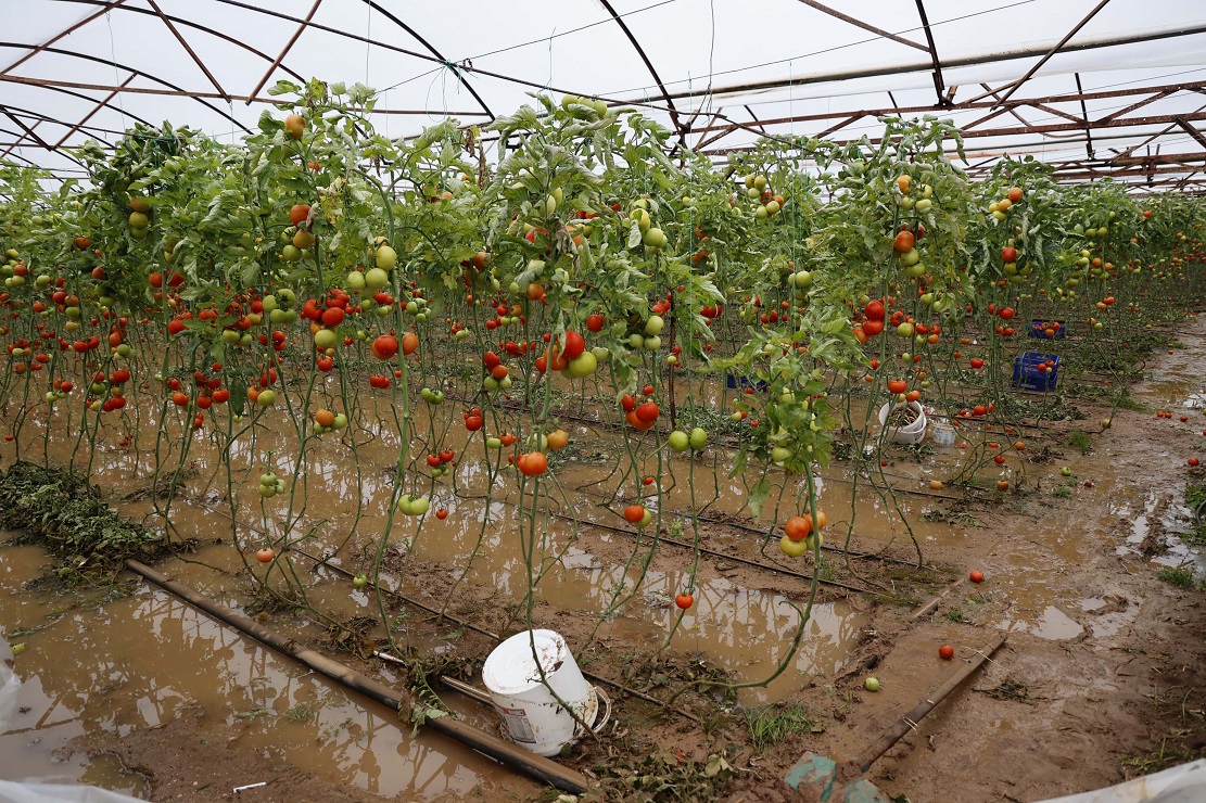 Yağmur Antalya Tarım Alanları Sel (3)