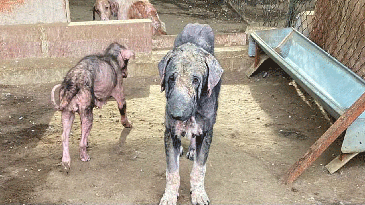 Belediye barınağındaki tepki çeken görüntülere soruşturma