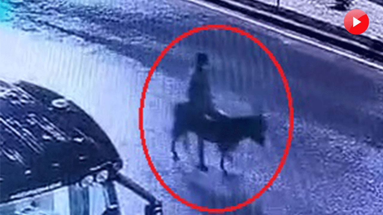 Forkliftle kuyumcu soyup eşekle kaçan şüpheli yakalandı