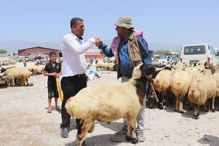 Bayram yaklaşırken kurbanlıklarda fiyatlar dudak uçuklattı!