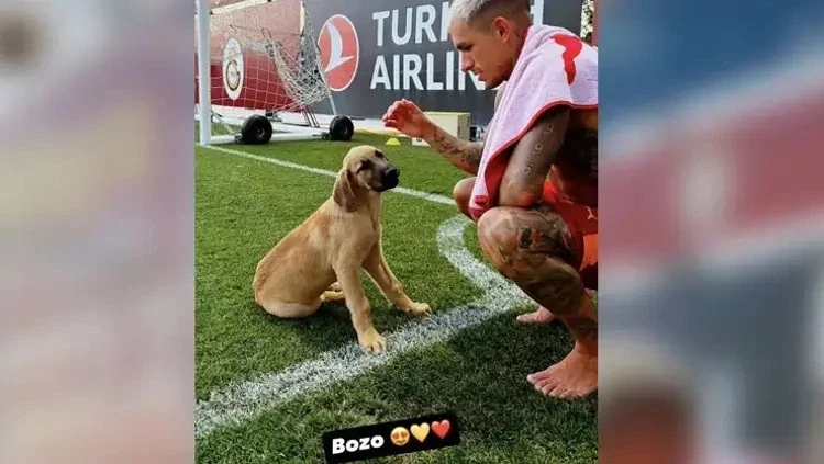 Torreira Köpek