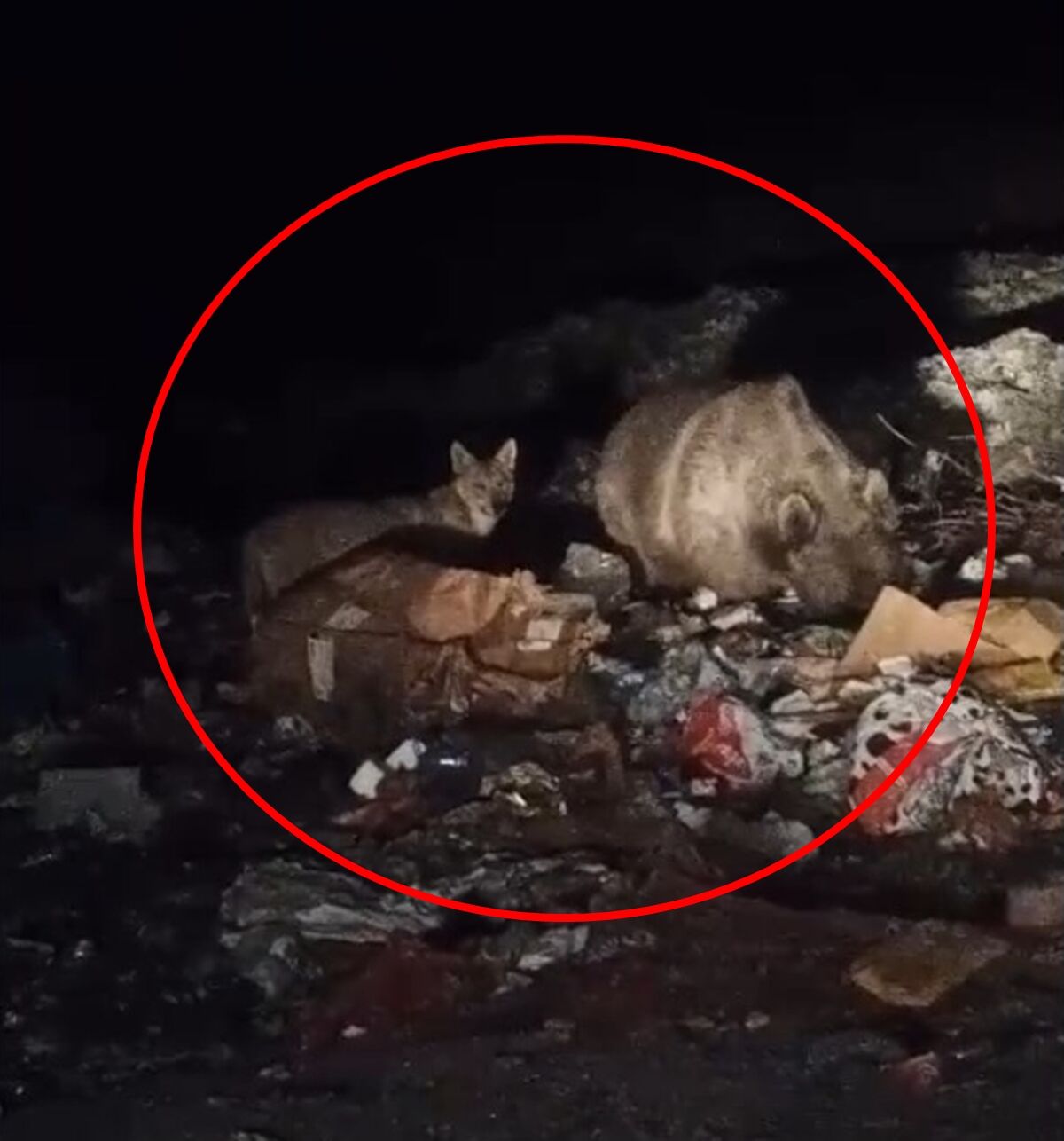 Bingöl’de ayı ve kurtlar, çöpten yiyecek ararken kamerayla görüntülendi