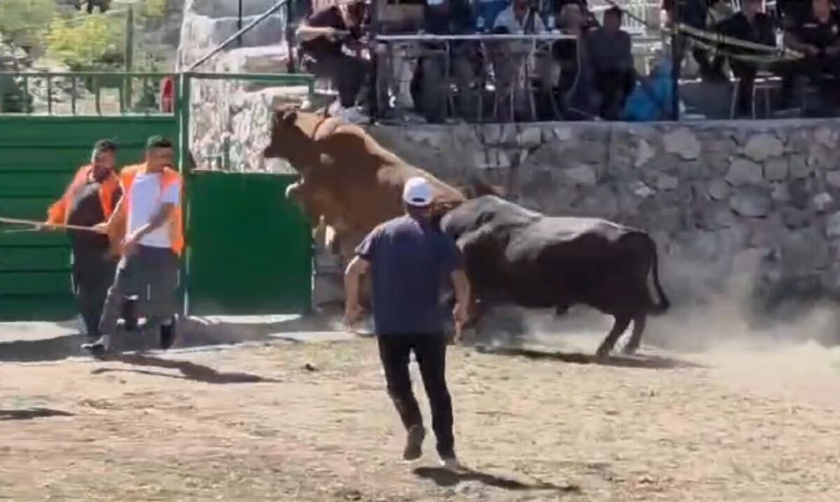 Yenileceğini anlayan boğa kapı üzerinden arenanın dışına atladı! O anlar kamerada