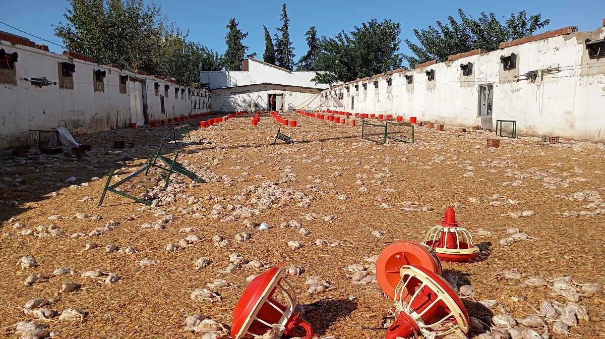 Hortumda zarar gören çiftliklerdeki 20 bin civciv öldü
