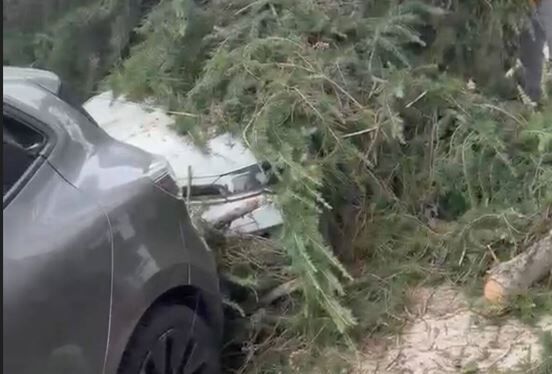 Maltepe’de kesilen ağaç 2 otomobilin üzerine devrildi