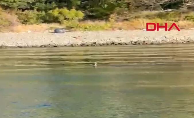 Karaca denizde yüzerken görüntülendi